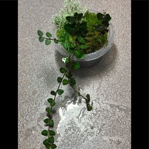 Partridgeberry live terrarium fairy garden plant
